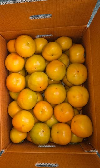 독고다이님의 작성글 사진