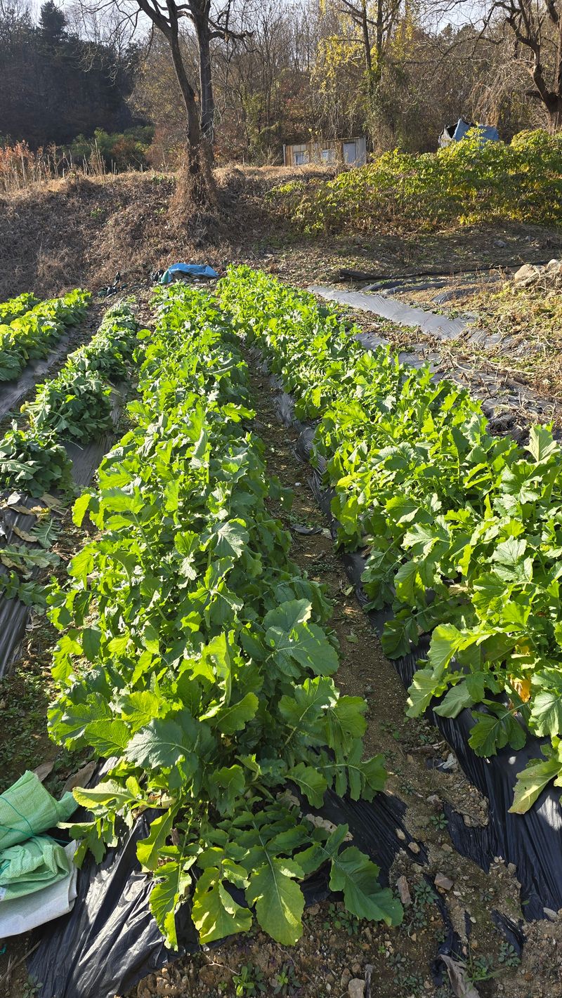정태권님의 장터 판매 상품 [배추 무우 판매 ] 첨부 사진