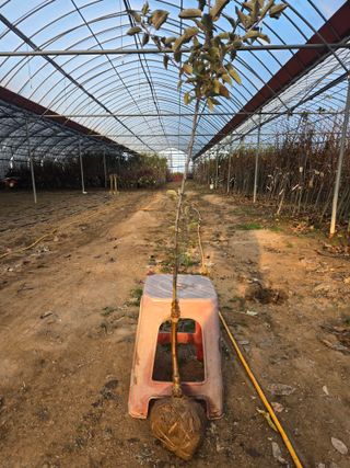 일심묘목농원님의 자유주제 · 자유게시판 작성글 사진
