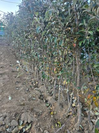 일심묘목농원님의 자유주제 · 자유게시판 작성글 사진