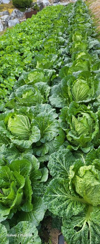 양일봉님의 자유주제 · 자유게시판 작성글 사진