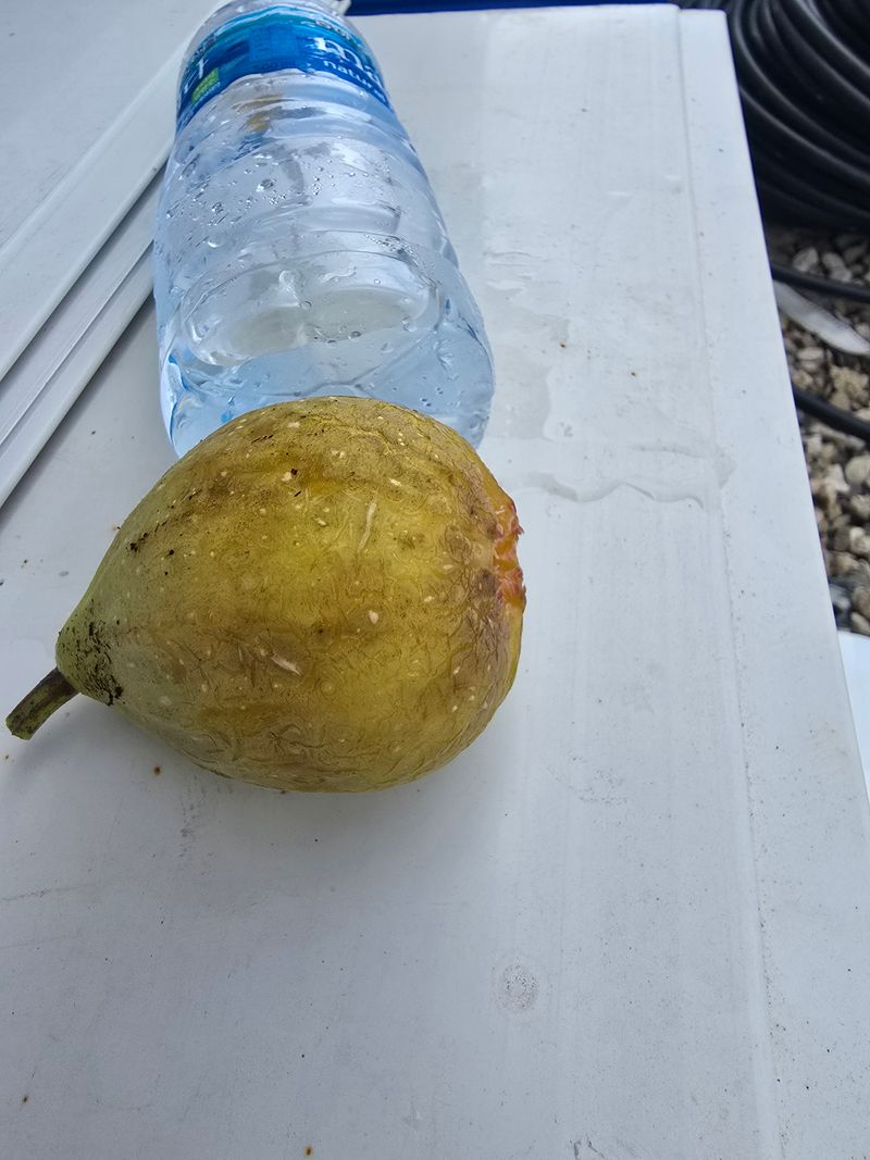 오아성님의 장터 판매 상품 [무화과묘목(3주단위)] 첨부 사진