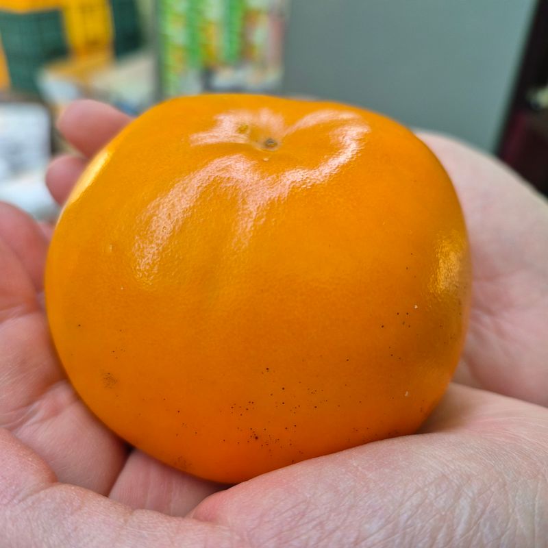 독고다이님의 장터 판매 상품 [햇 단감.10kg.] 첨부 사진