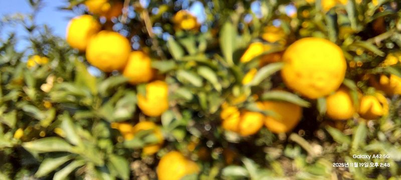 박종낙님의 장터 판매 상품 [거제 지세포 생유자판매합니다 ] 첨부 사진