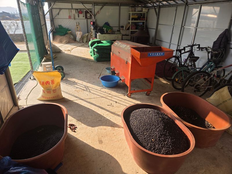 이은호님의 장터 판매 상품 [25년 햇 서리태 판매(새바람)] 첨부 사진