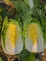 팜모닝 · 게시글 이미지