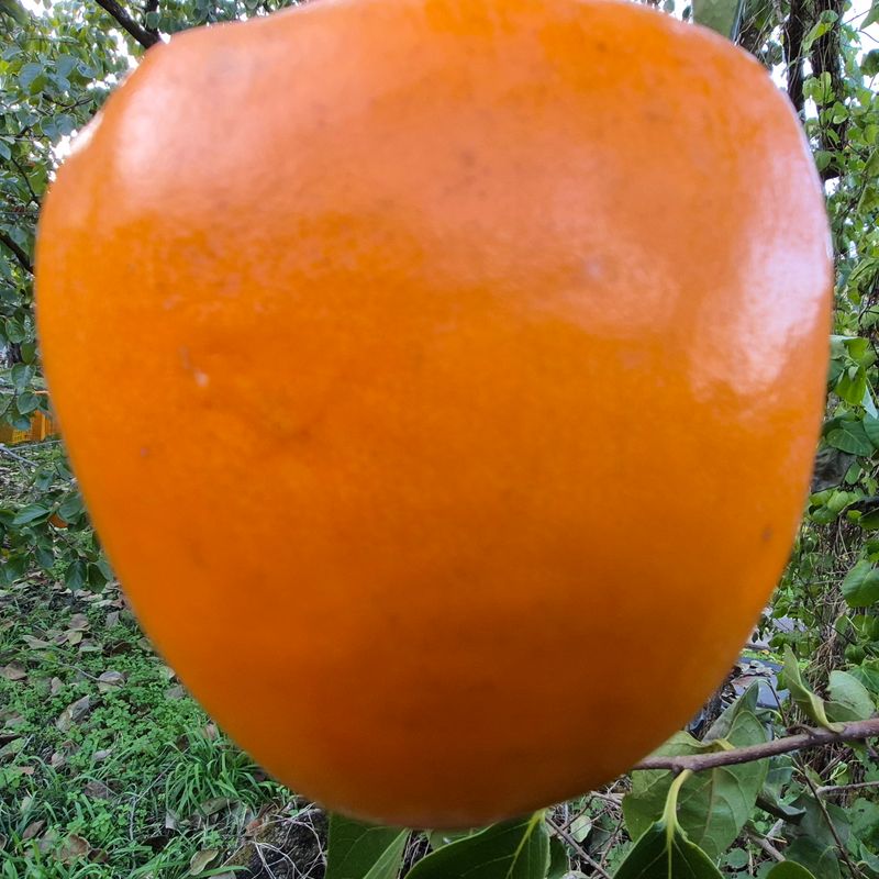 장터 상품 [대봉감(갑주,백목)  10kg] 썸네일