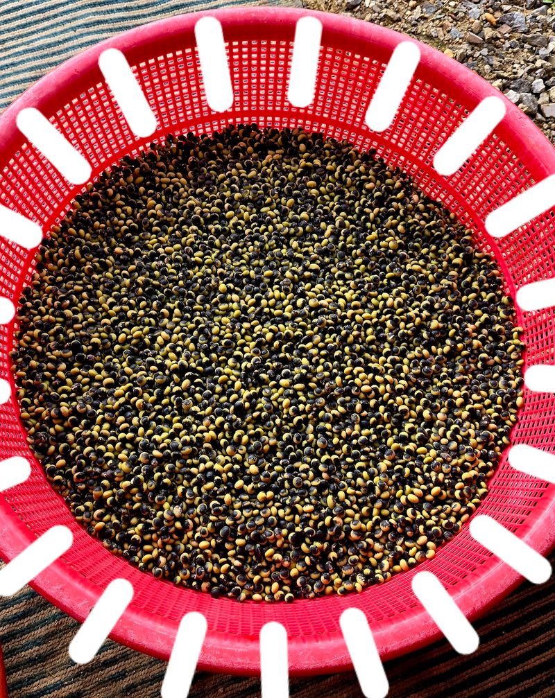 선비 농군님의 장터 판매 상품 [(우리의 토종) 선비(잡이)콩 4kg] 첨부 사진