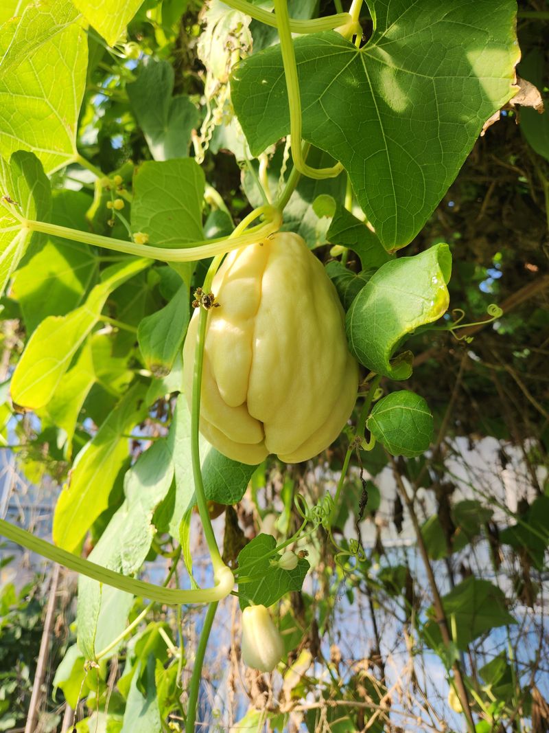 장터 상품 [차요테 1Kg ] 썸네일