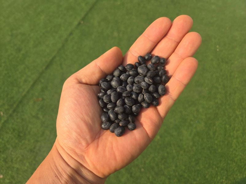 장터 상품 [25년 햇 서리태 판매(새바람)] 썸네일