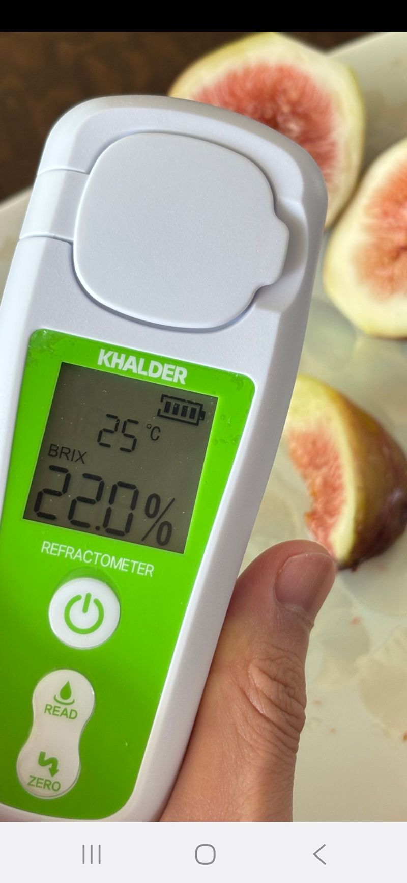 오아성님의 장터 판매 상품 [무화과묘목(3주단위)] 첨부 사진