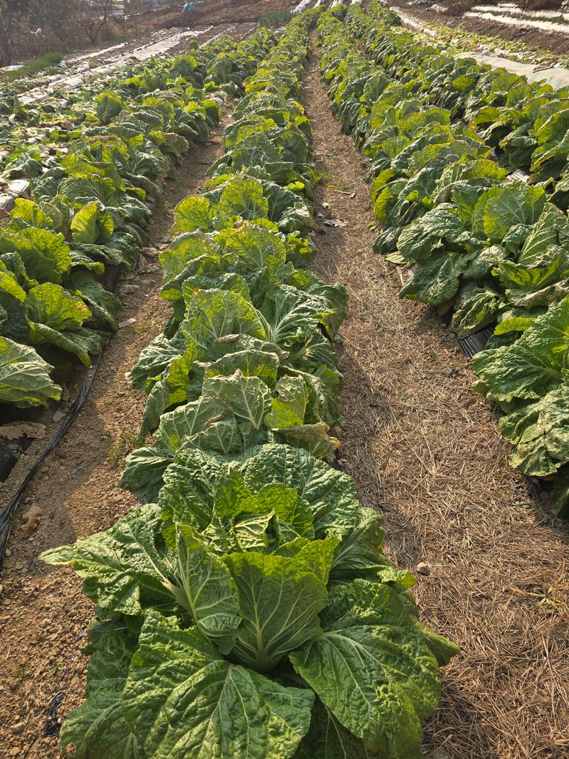 정태권님의 장터 판매 상품 [배추 무우 판매 ] 첨부 사진
