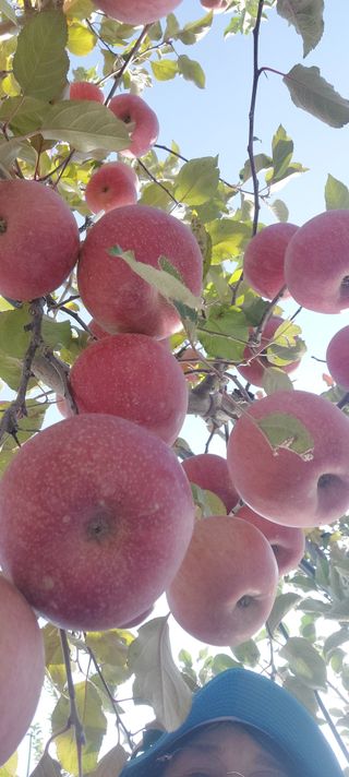 트라이애플1님의 자유주제 · 자유게시판 작성글 사진