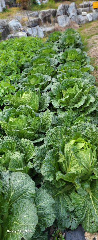 양일봉님의 자유주제 · 자유게시판 작성글 사진