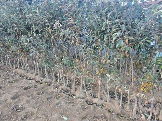 일심묘목농원님의 자유주제 · 자유게시판 작성글 사진