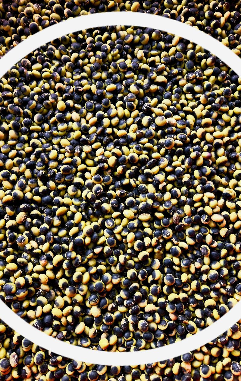 장터 상품 [(우리의 토종) 선비(잡이)콩 4kg] 썸네일