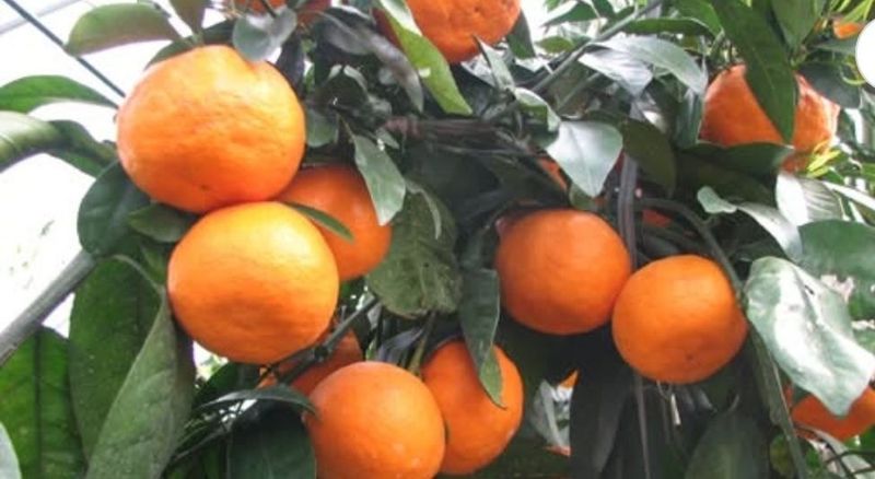 송응준님의 장터 판매 상품 [타이벡조생귤 ㆍ황금향] 첨부 사진