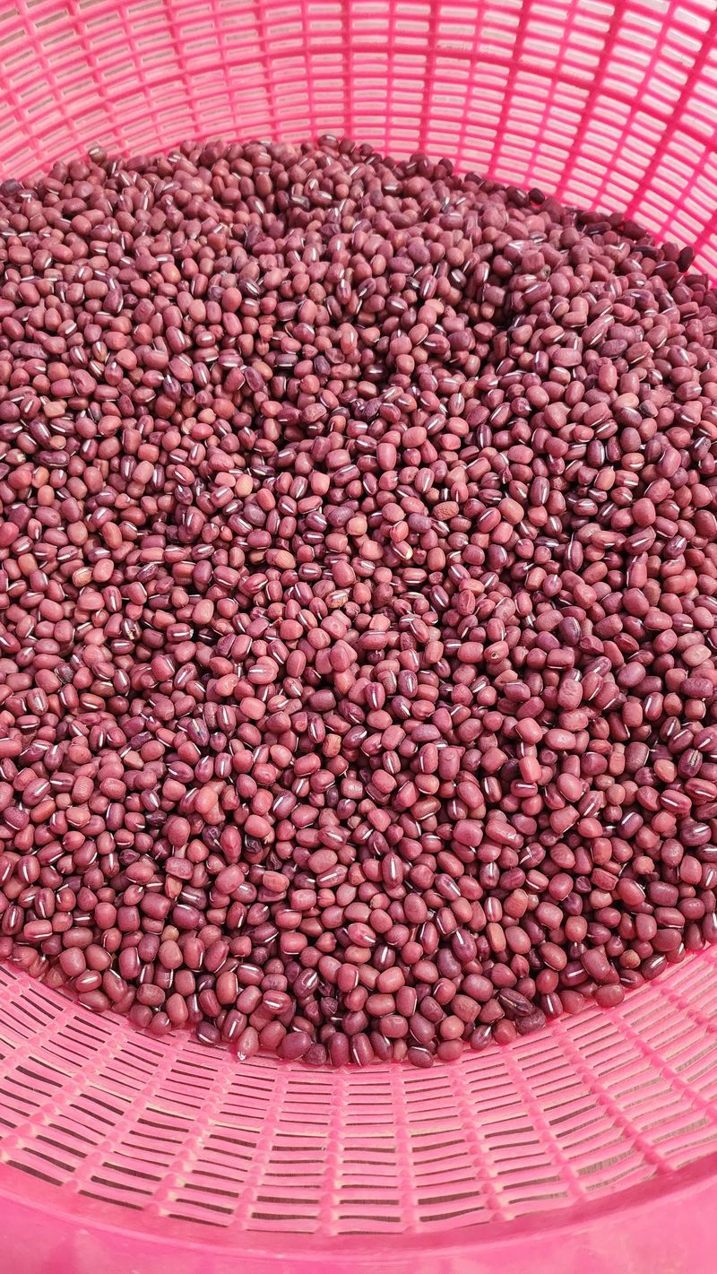 조새힘님의 장터 판매 상품 [25년 왕팥 종자 100g] 첨부 사진