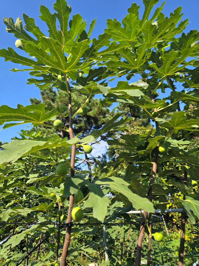 오아성님의 장터 판매 상품 [무화과묘목(3주단위)] 첨부 사진