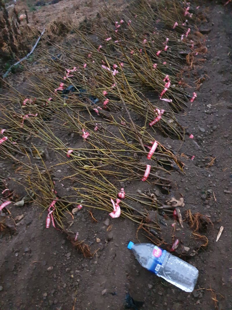 오아성님의 장터 판매 상품 [무화과묘목(3주단위)] 첨부 사진