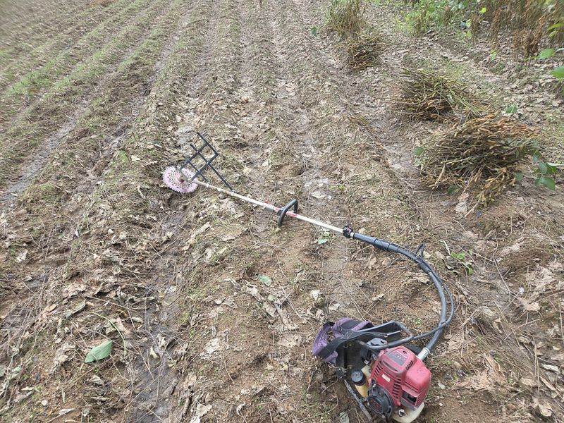 이은호님의 장터 판매 상품 [25년 햇 서리태 판매(새바람)] 첨부 사진