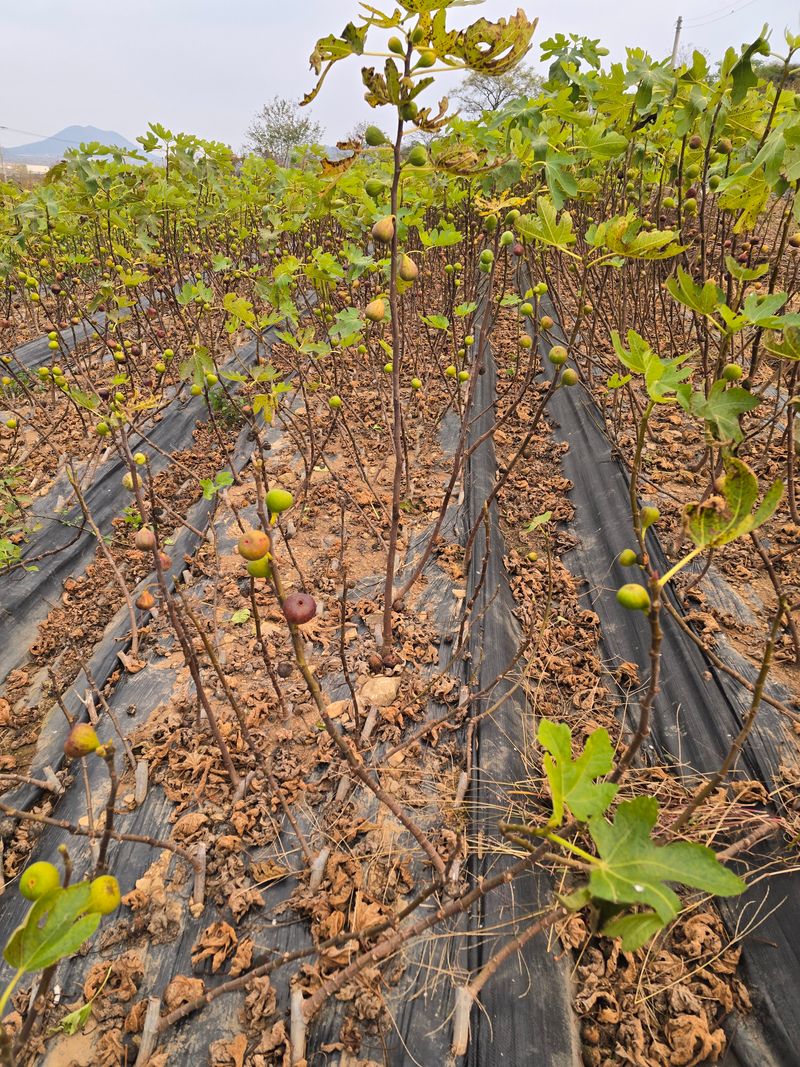오아성님의 장터 판매 상품 [무화과묘목(3주단위)] 첨부 사진