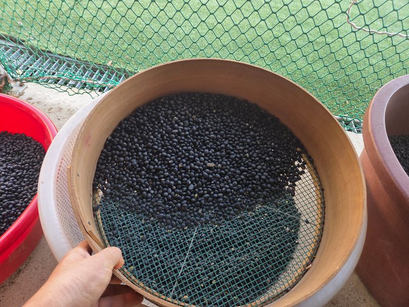 이은호님의 장터 판매 상품 [25년 햇 서리태 판매(새바람)] 첨부 사진