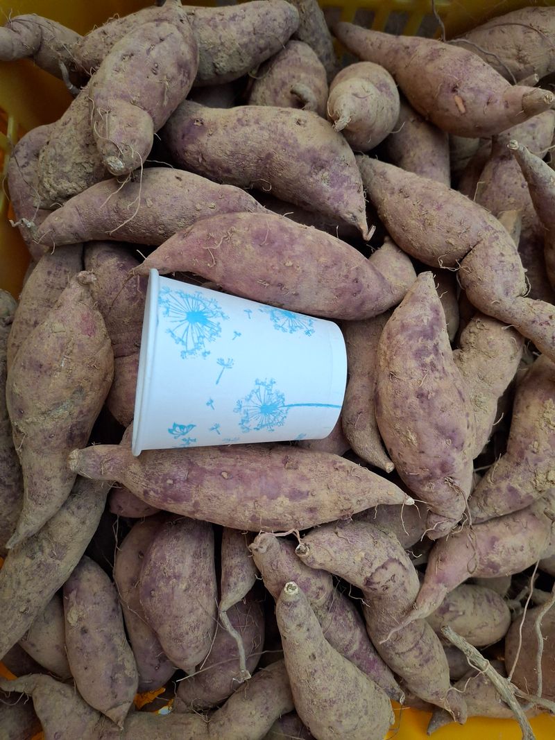 장터 상품 [당진호박고구마(중)] 썸네일