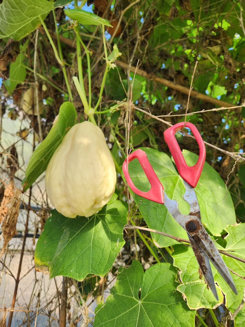 장세경님의 장터 판매 상품 [차요테 1Kg ] 첨부 사진