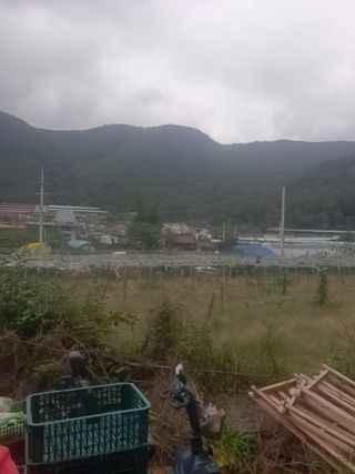 은화주농원맥반석포도님의 작성글 사진