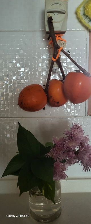 양일봉님의 자유주제 · 자유게시판 작성글 사진