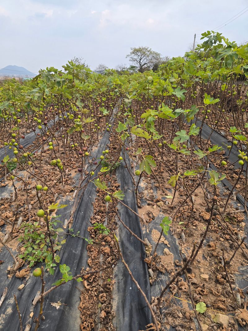 장터 상품 [무화과묘목(3주단위)] 썸네일