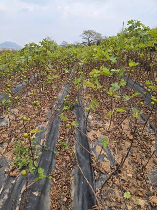 오아성님의 작성글 사진