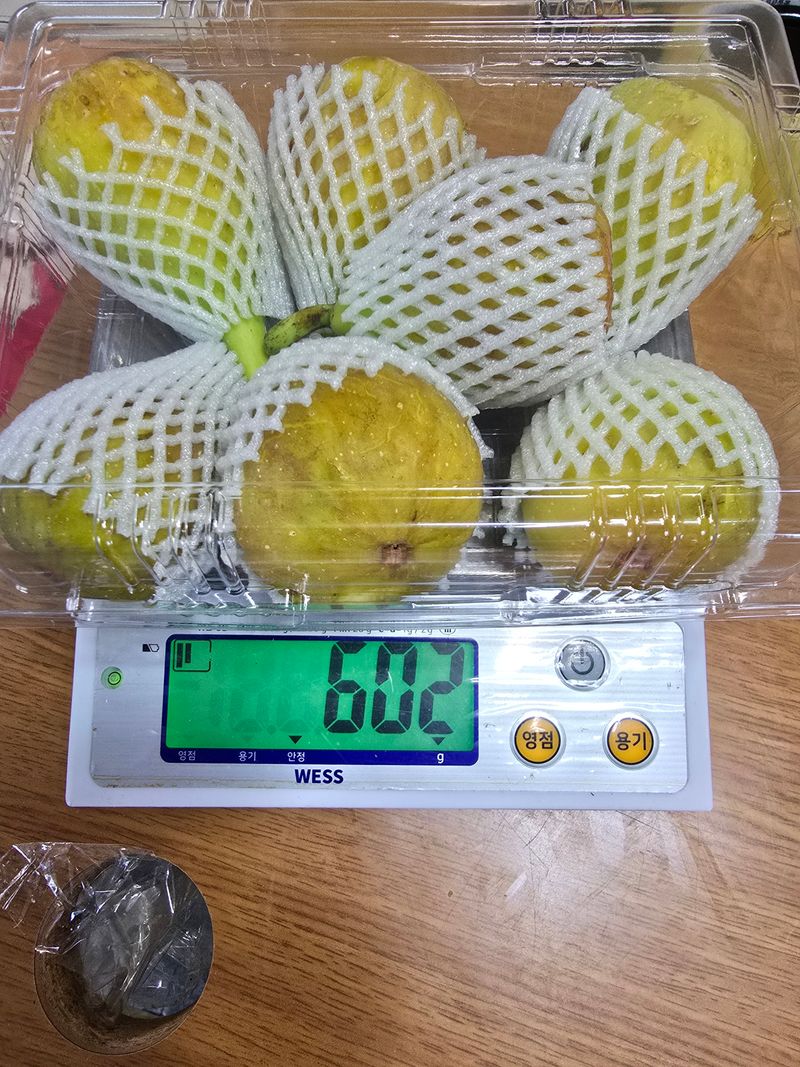 오아성님의 장터 판매 상품 [무화과묘목(3주단위)] 첨부 사진