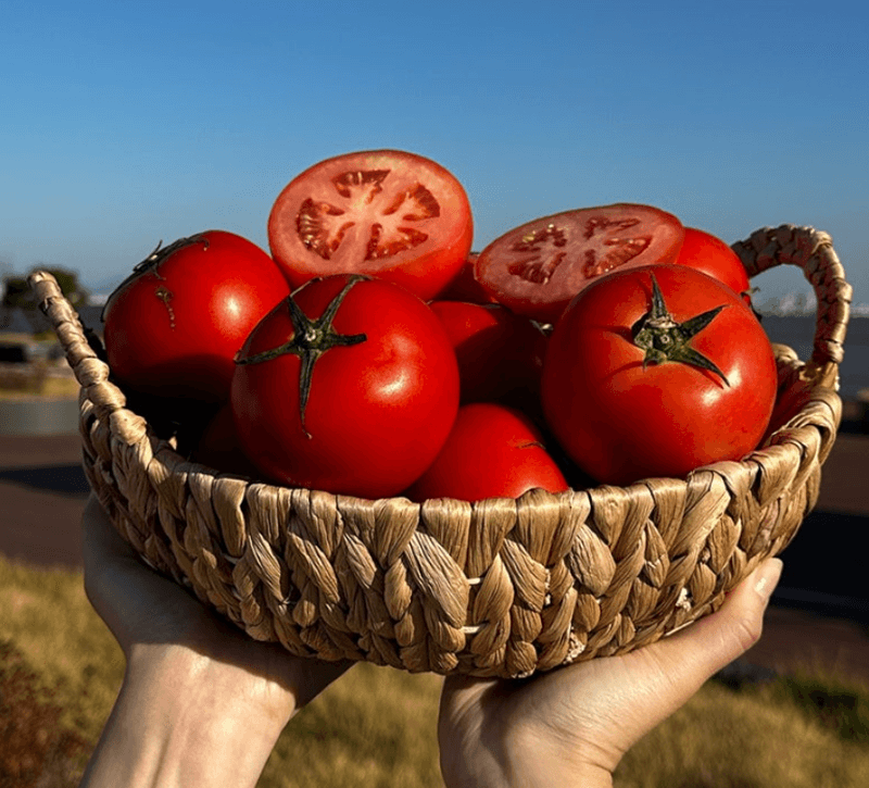 스피드번님의 장터 판매 상품 [완숙토마토 ] 첨부 사진