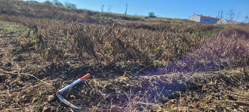 이은호님의 장터 판매 상품 [25년 햇 서리태 판매(새바람)] 첨부 사진