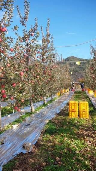 트라이애플1님의 자유주제 · 자유게시판 작성글 사진