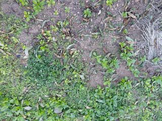 조명희님의 자유주제 · 자유게시판 작성글 사진