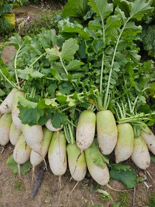 김제일주농장님의 자유주제 · 자유게시판 작성글 사진