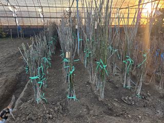 일심묘목농원님의 자유주제 · 자유게시판 작성글 사진