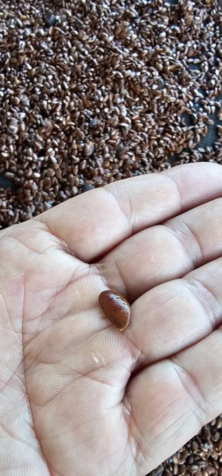 뿌리묘목농원님의 자유주제 · 자유게시판 작성글 사진