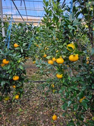 제주 지안이네농장님의 자유주제 · 자유게시판 작성글 사진