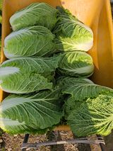 팜모닝 자유주제·자유게시판 게시글 이미지