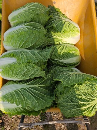 김제일주농장님의 자유주제 · 자유게시판 작성글 사진