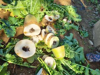 김영수님의 자유주제 · 자유게시판 작성글 사진