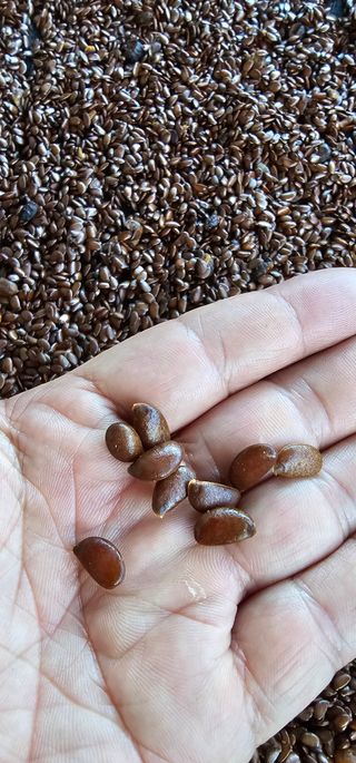 뿌리묘목농원님의 자유주제 · 자유게시판 작성글 사진