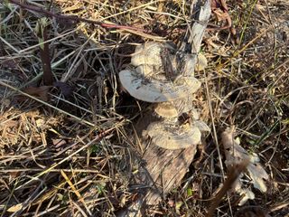 산희농원님의 농사, 무엇이든 물어보세요! · 참여글 작성글 사진