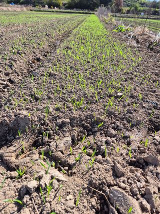 김영진(전남영광)님의 자유주제 · 자유게시판 작성글 사진