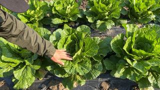 누보농장님의 자유주제 · 자유게시판 작성글 사진