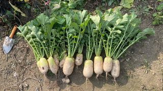 누보농장님의 자유주제 · 자유게시판 작성글 사진